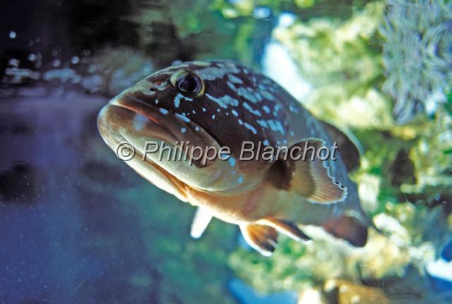 france corse 06.JPG - MérouEpinephelus marginatusAquarium de BonifacioCorse